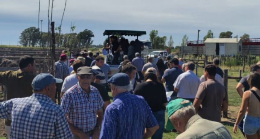 Fuerte puja y precios destacados en el remate sabatino