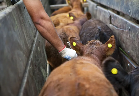 El Senasa libera la elecci&oacute;n del veterinario para la vacunaci&oacute;n de ganado