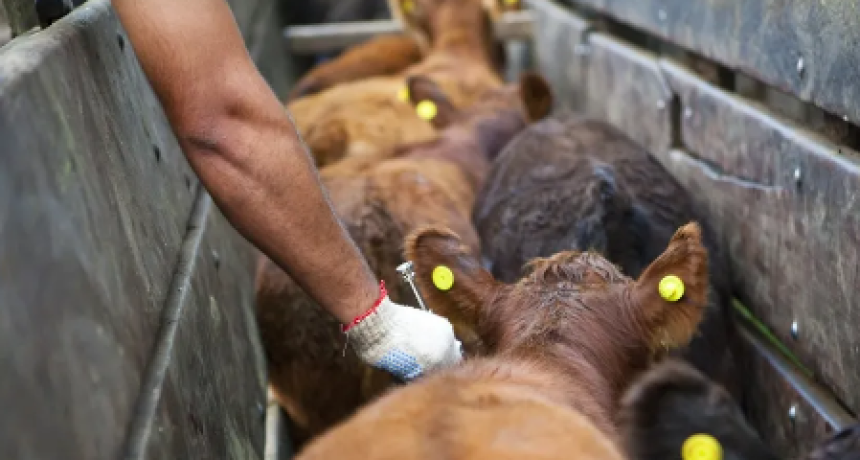 El Senasa libera la elecci&oacute;n del veterinario para la vacunaci&oacute;n de ganado