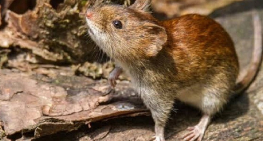 Confirman caso de hantavirus en Tres Arroyos y activan protocolos sanitarios