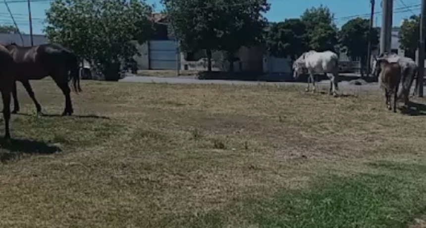 Un grupo de vecinos pide al gobierno de Chalde que se cumpla la ordenanza sobre caballos sueltos