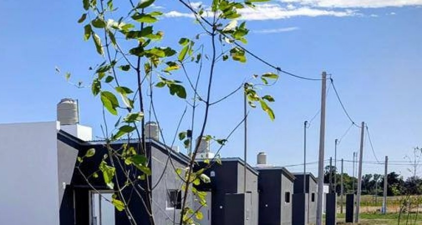 Árboles para las nuevas viviendas.